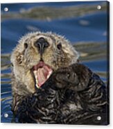 Sea Otter Yawning Acrylic Print