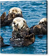 Sea Otter Naptime Acrylic Print