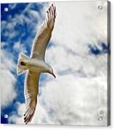 Seagul Gliding In Flight Acrylic Print