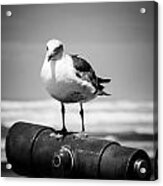 Seagull In Black And White Acrylic Print