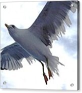 Seagull Over Adriatic Sea 2 Acrylic Print