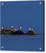 Seagulls On Rocks-2- St Lucia Acrylic Print