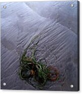 Seaweed Delivery Acrylic Print