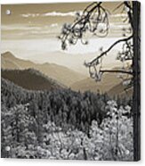 Sequoia View Acrylic Print