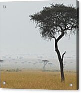 Serengeti Acacia In The Mist Acrylic Print