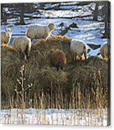 Sheep In The Hay Acrylic Print