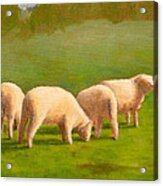 Sheep Shapes Acrylic Print