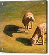 Sheep Shapes Two Acrylic Print