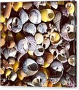 Shells From Brittany Acrylic Print