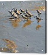 Shorelines Sentinals On Guard For Dinner Acrylic Print