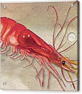Shrimp With Red Shell Acrylic Print
