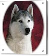 Siberian Husky 899 Acrylic Print