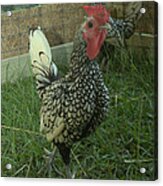 Silver Seabright Rooster And Hen Acrylic Print