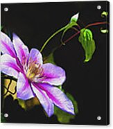 Single Climatis Acrylic Print