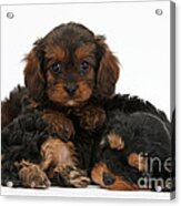 Sleepy Cavapoo Pups Acrylic Print