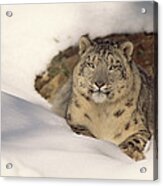 Snow Leopard Uncia Uncia Two Years Old Acrylic Print