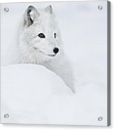 Snow Queen Acrylic Print