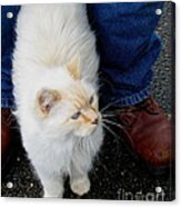 Snowbell Making Friends Acrylic Print