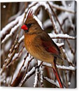 Snowbirds--cardinal Dsb025 Acrylic Print