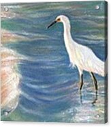 Snowy Egret At Sunset Acrylic Print