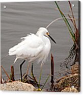 Snowy Egret Acrylic Print