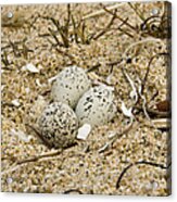 Snowy Plover Eggs In Nest Salinas River Acrylic Print