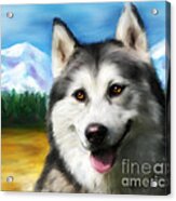 Smiling Siberian Husky  Painting Acrylic Print by Michelle Wrighton
