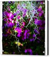 Spanish Moss And Azaleas Acrylic Print