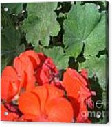 Sparkly Leaves With Red Blooms Acrylic Print