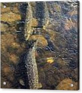 Spawning Sturgeon Trio Acrylic Print