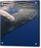 Sperm Whale Mother And White Calf Acrylic Print