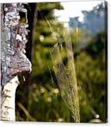 Spider Web In Morning Light Acrylic Print