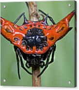 Spiked Spider Solomon Islands Acrylic Print