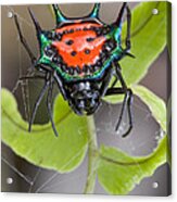 Spinybacked Orbweaver Spider Solomon Acrylic Print