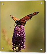 Spread Your Wings And Fly Acrylic Print
