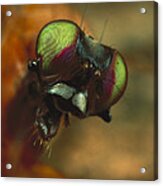 Stag Fly Phytalmia Cervicornis Small Acrylic Print