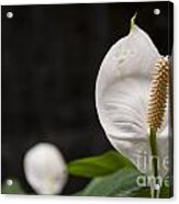 Closeup Shot Of The Peace Lily Spathiphyllum Acrylic Print