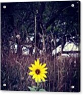 Standing Alone In A Crowd Acrylic Print