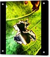 Still Life...leaf Decay.  #asheville Acrylic Print