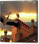 Storks At Sunset Acrylic Print