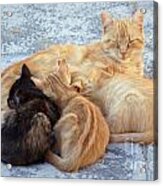 Stray Cats 3 Acrylic Print