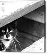 Street Cat Acrylic Print