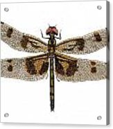 Study Of A Banded Pennant Dragonfly Acrylic Print