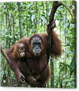 Sumatran Orangutan And Her 2.5 Year Old Acrylic Print
