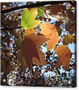 Sun-lite Fall Leaves Acrylic Print