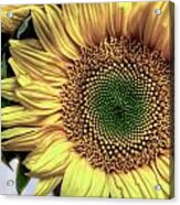 Sunflower 28 Acrylic Print