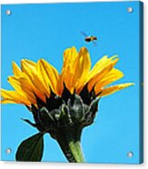 Sunflower And Bee Acrylic Print