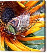 Sunflower And Insect Acrylic Print