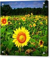 Sunflower Field Acrylic Print