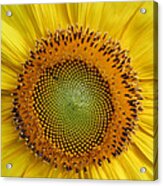 Sunflower Magic Acrylic Print